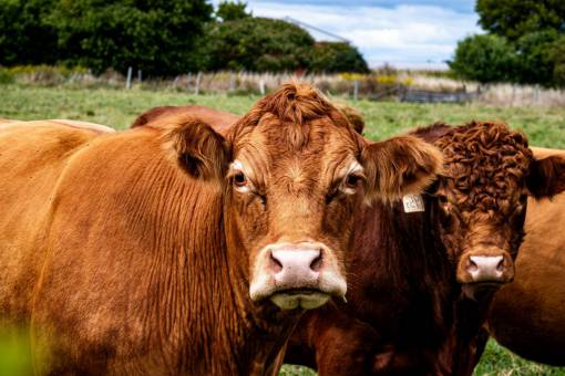 Cows in the Countryside
