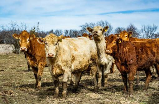 al aire libre Vacas en el campo