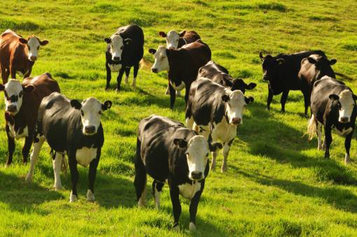 day Cows in the Countryside