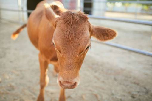 Cows in the Countryside