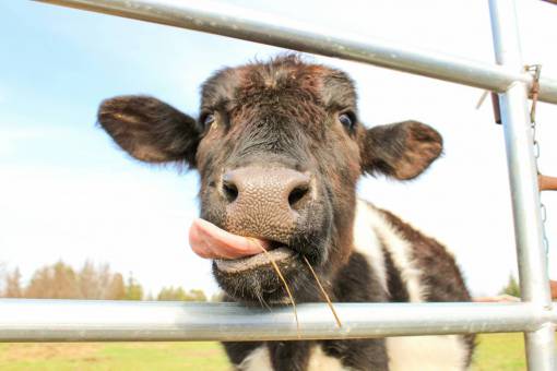 al aire libre Vacas en el campo