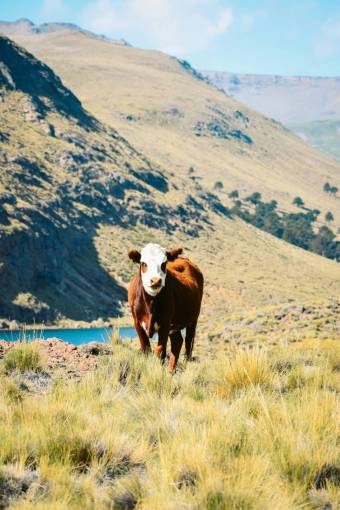 al aire libre Vacas en el campo