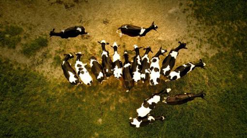 day Cows in the Countryside