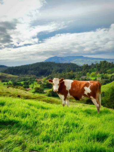 al aire libre Vacas en el campo