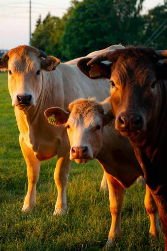 al aire libre Vacas en el campo