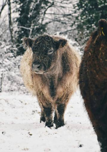 nieve Vacas en el campo