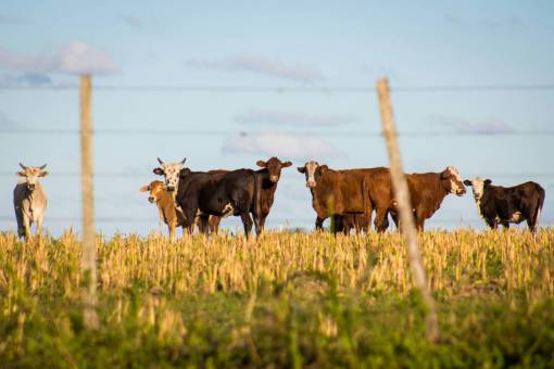 al aire libre Vacas en el campo