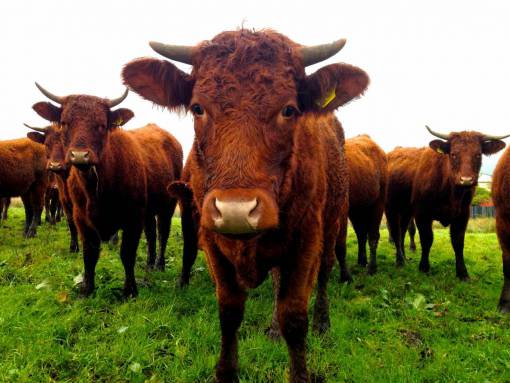 industrias Vacas en el campo