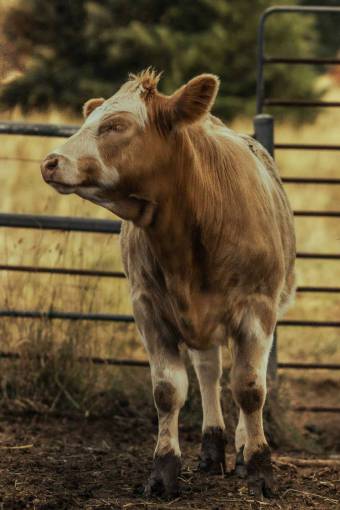 al aire libre Vacas en el campo