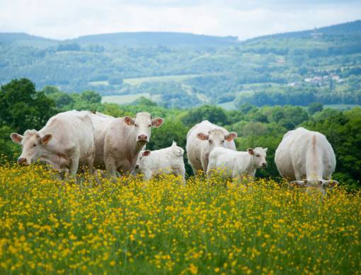 blanco Vacas en el campo
