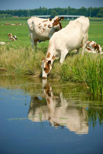 animales Vacas en el campo