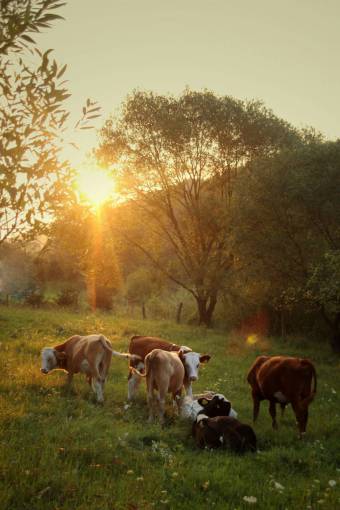 animales Vacas en el campo