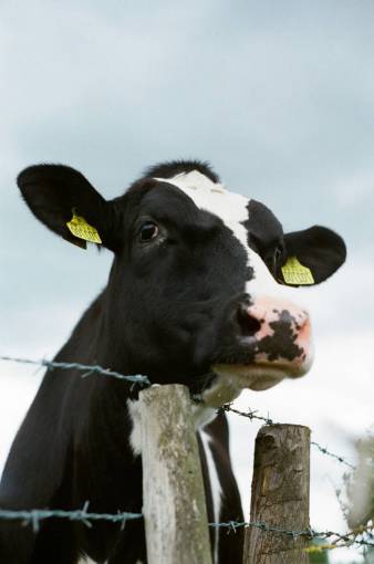day Cows in the Countryside