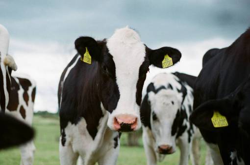 day Cows in the Countryside