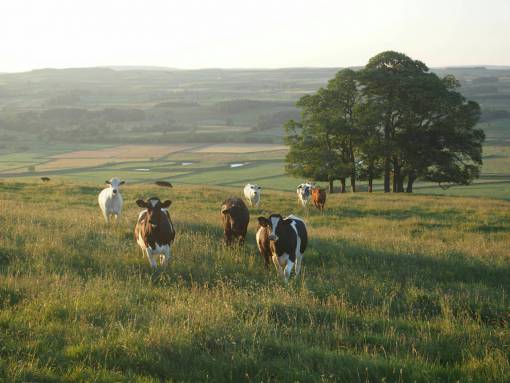 al aire libre Vacas en el campo