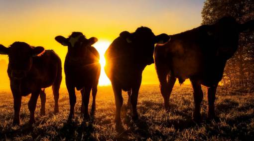 Cows in the Countryside
