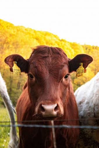 Cows in the Countryside