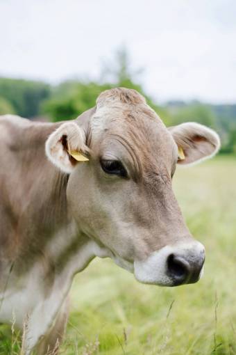 al aire libre Vacas en el campo