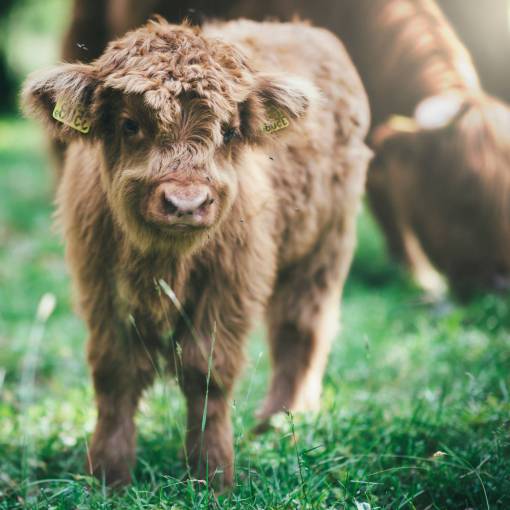 Cows in the Countryside