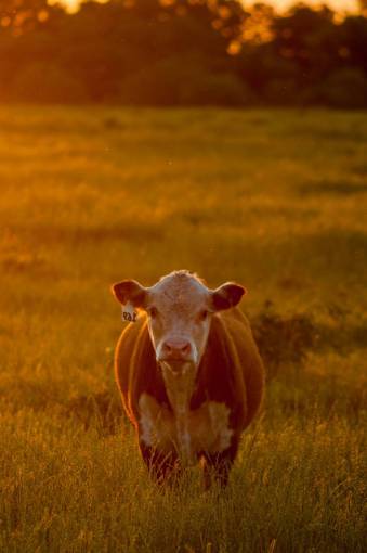 al aire libre Vacas en el campo