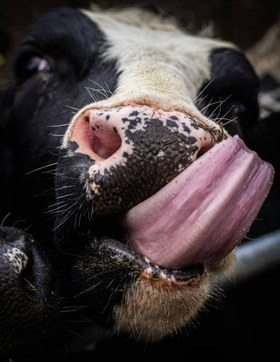 Vacas en el campo