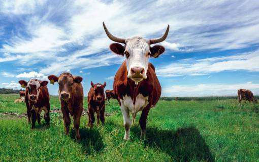 animales Vacas en el campo