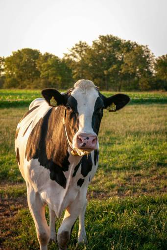 industrias Vacas en el campo