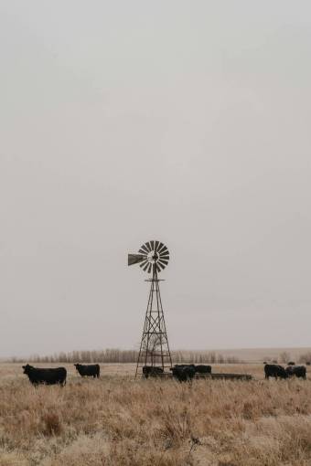 winding Cows in the Countryside