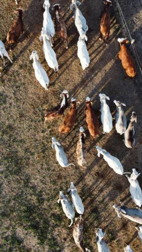 aerial Cows in the Countryside