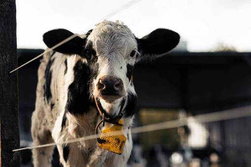 day Cows in the Countryside