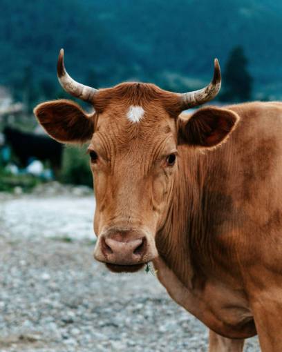 al aire libre Vacas en el campo