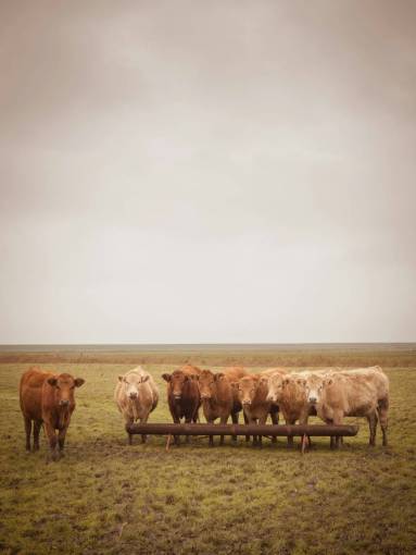 al aire libre Vacas en el campo
