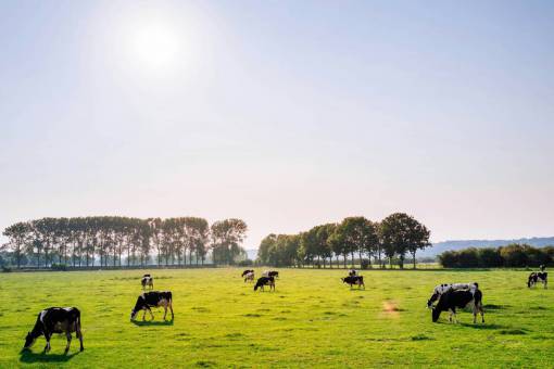 al aire libre Vacas en el campo