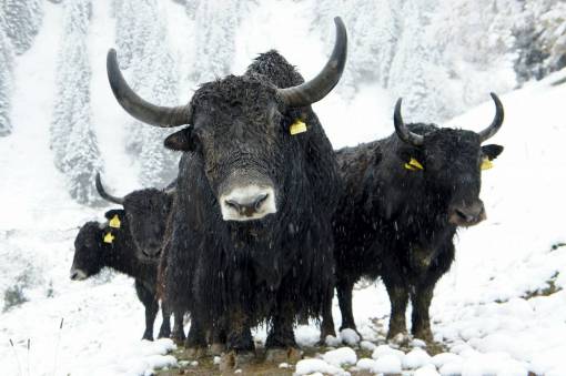 nieve Vacas en el campo
