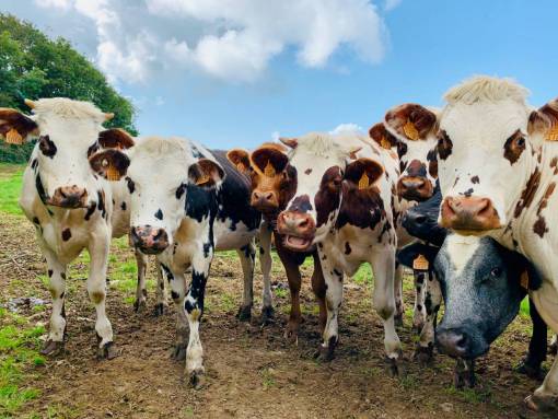 Vacas en el campo