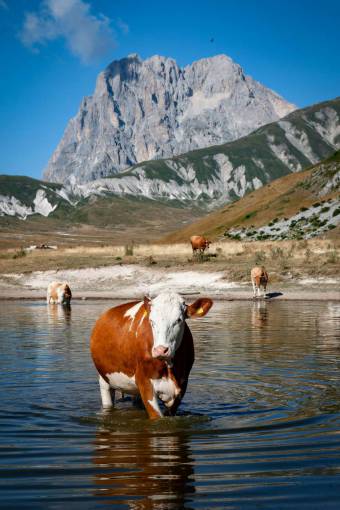 industrias Vacas en el campo