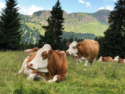 industrias Vacas en el campo