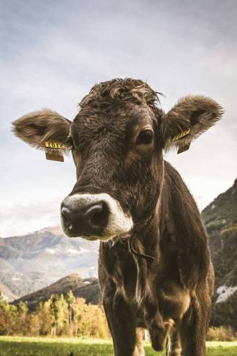 Cows in the Countryside