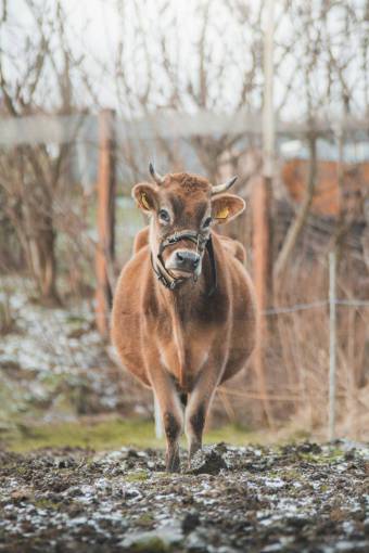 al aire libre Vacas en el campo