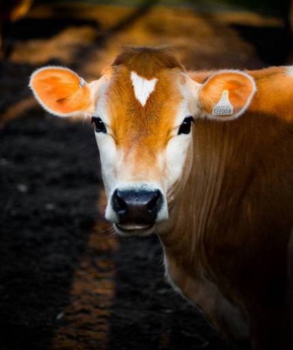 Cows in the Countryside