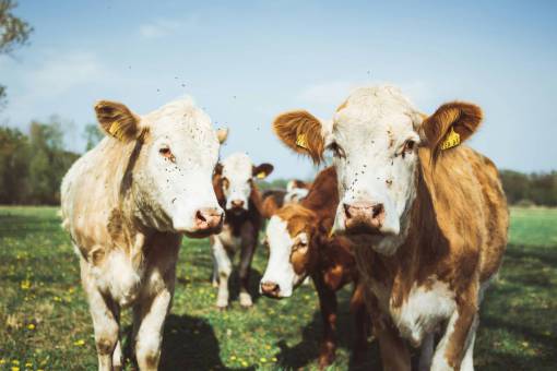 animales Vacas en el campo