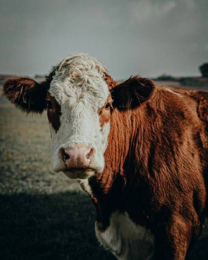 Cows in the Countryside