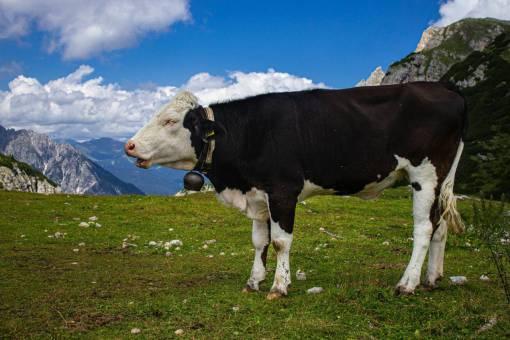 Cows in the Countryside
