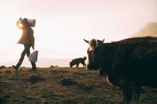 al aire libre Vacas en el campo
