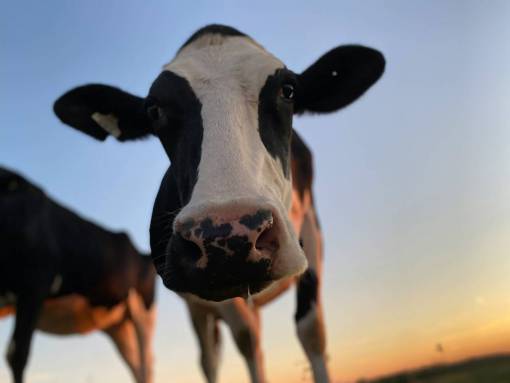 day Cows in the Countryside