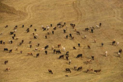al aire libre Vacas en el campo