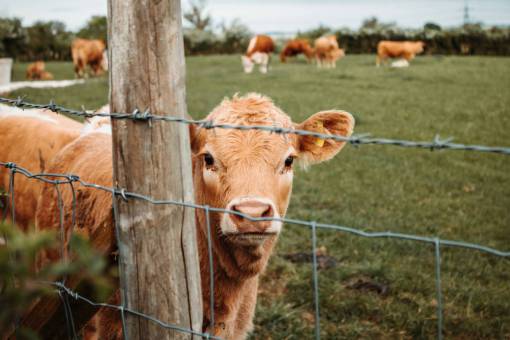 Cows in the Countryside