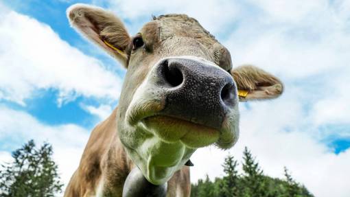 industrias Vacas en el campo