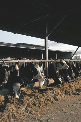 al aire libre Vacas en el campo