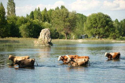 al aire libre Vacas en el campo